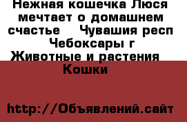  Нежная кошечка Люся мечтает о домашнем счастье  - Чувашия респ., Чебоксары г. Животные и растения » Кошки   